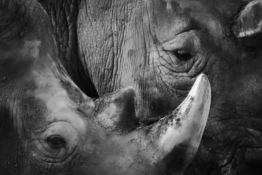 Rhino — conservation photography by Rebecca Bennett