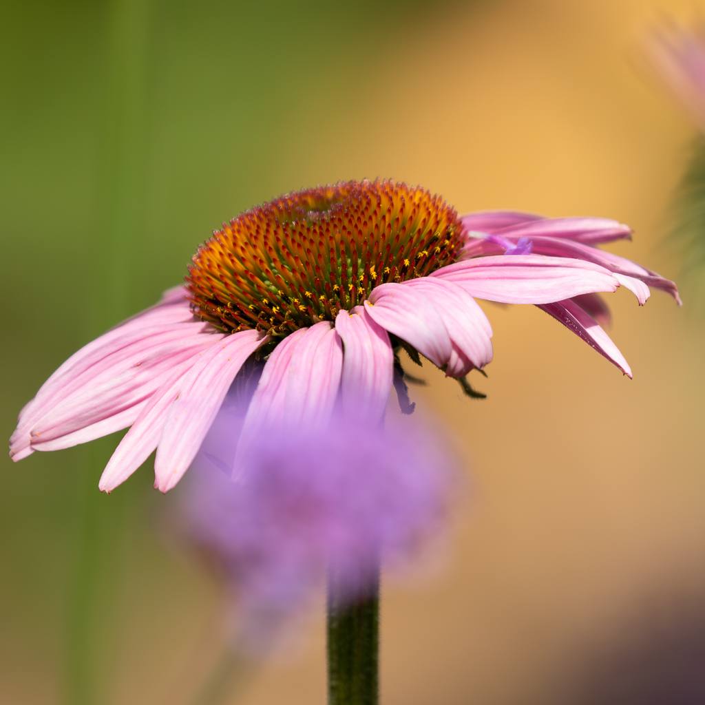 Intimate macro — Rebecca Bennett photography