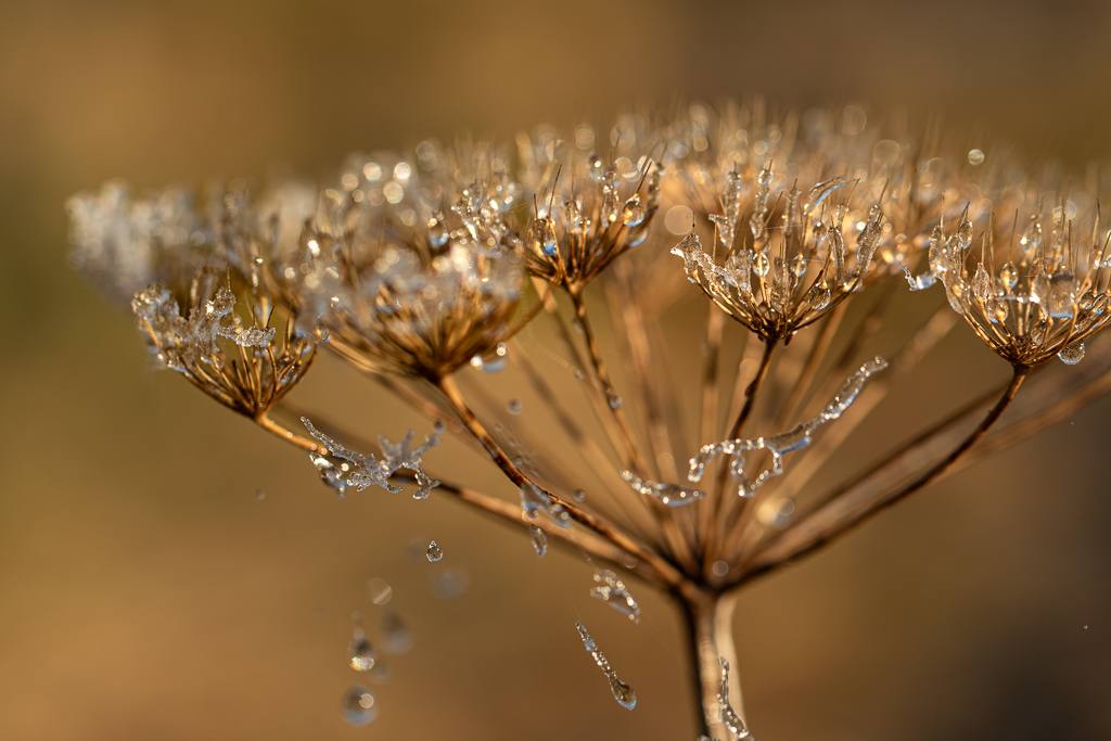 Intimate detail — Rebecca Bennett photography