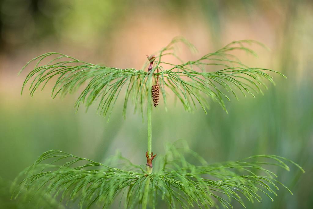 Macro photography — Rebecca Bennett