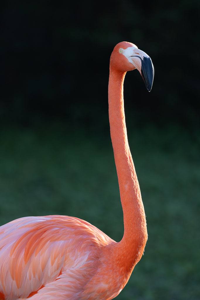 Flamingo — Rebecca Bennett wildlife photography