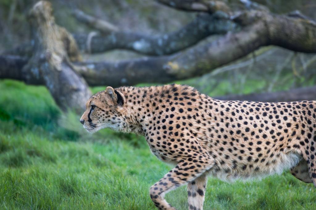 Cheetah