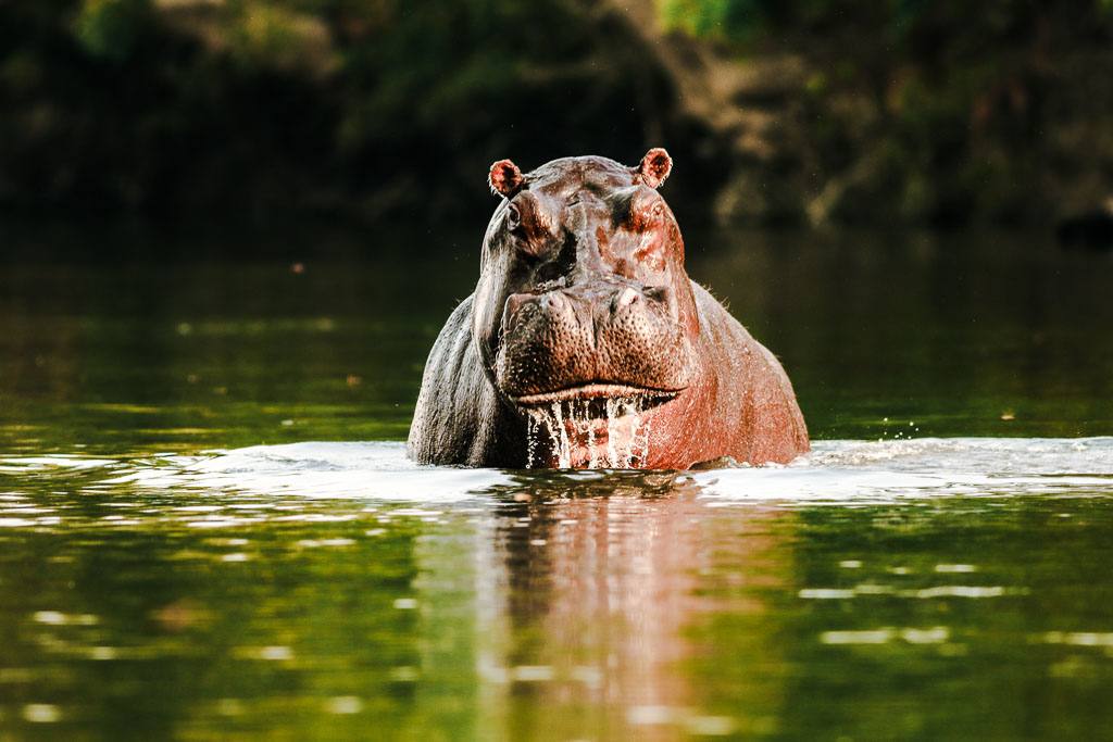 Hippo — Rebecca Bennett wildlife photography