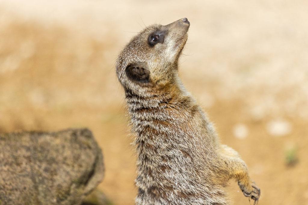Meerkat — Rebecca Bennett wildlife photography