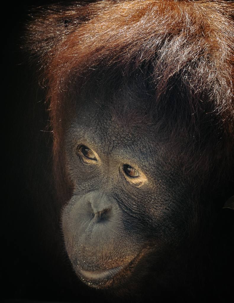 Orangutan documentary photography