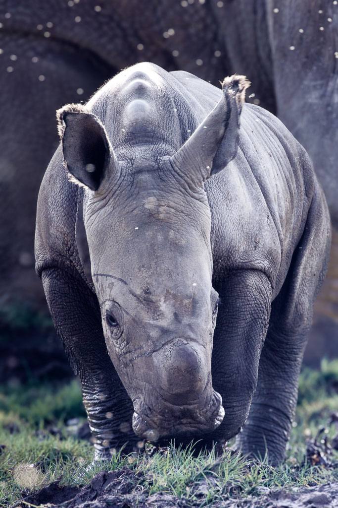 Rhino calf conservation photography