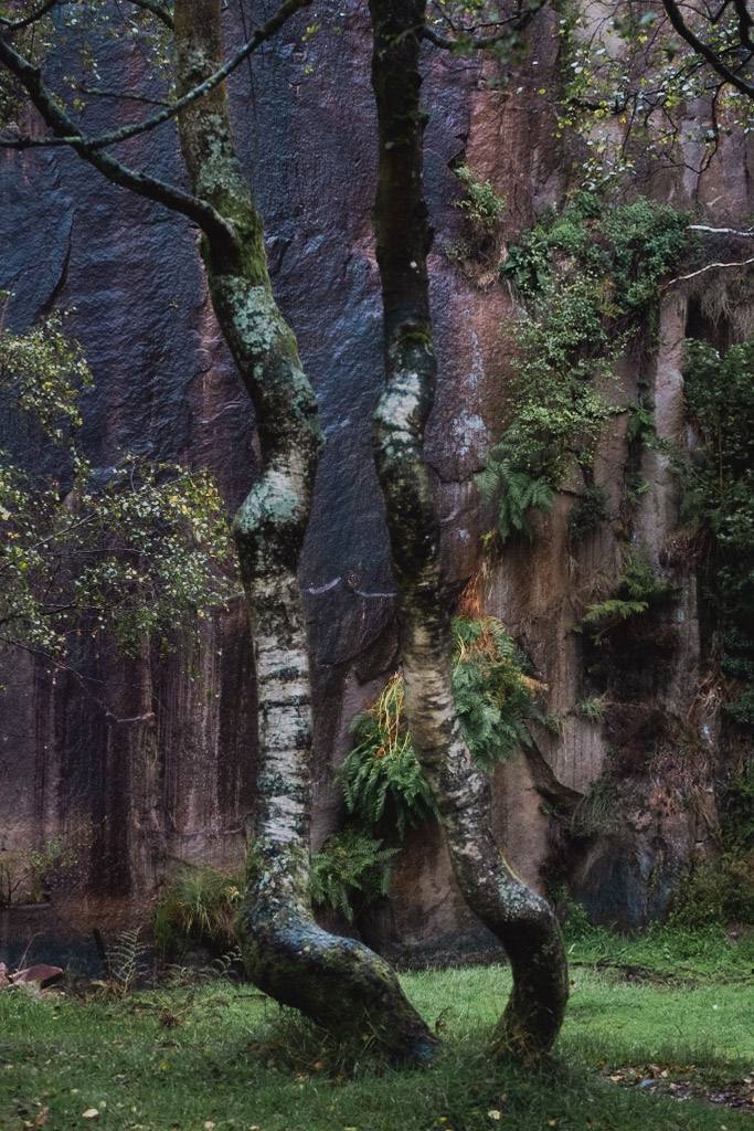 Abstract woodland — Rebecca Bennett photography