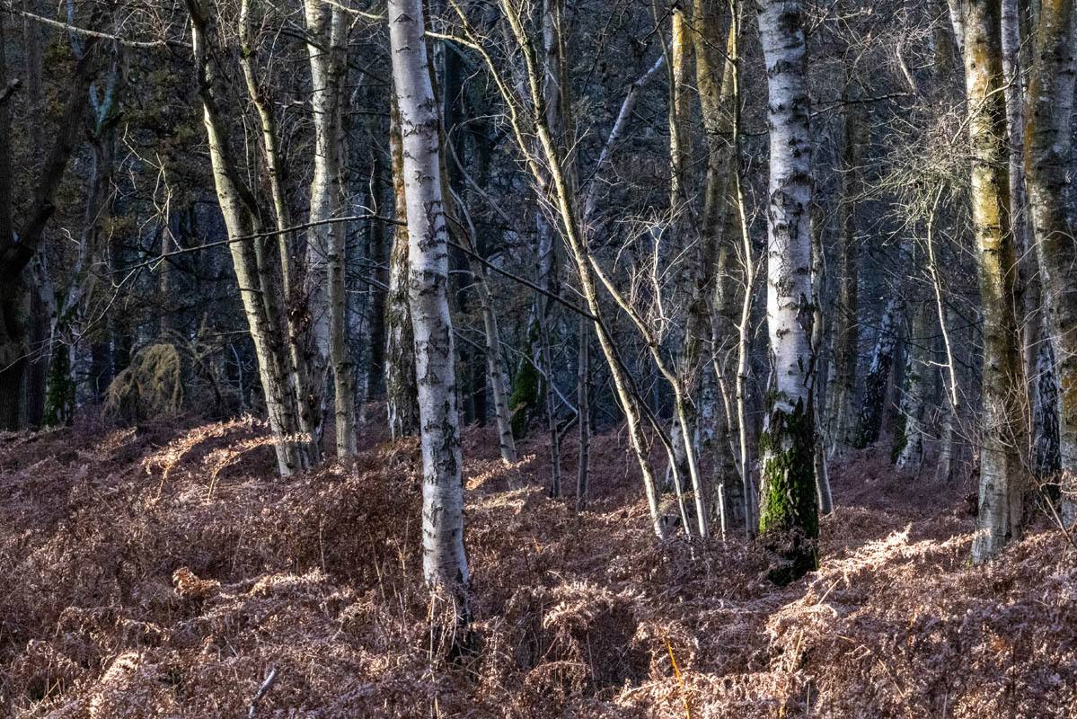 Seasonal woodland photography print