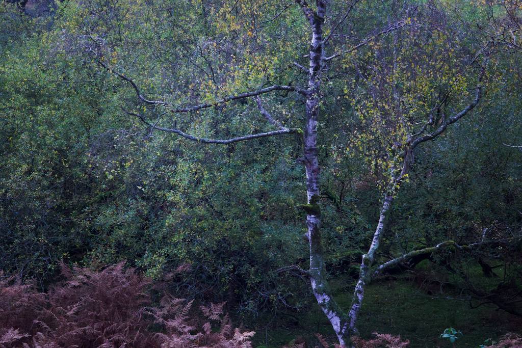Woodland