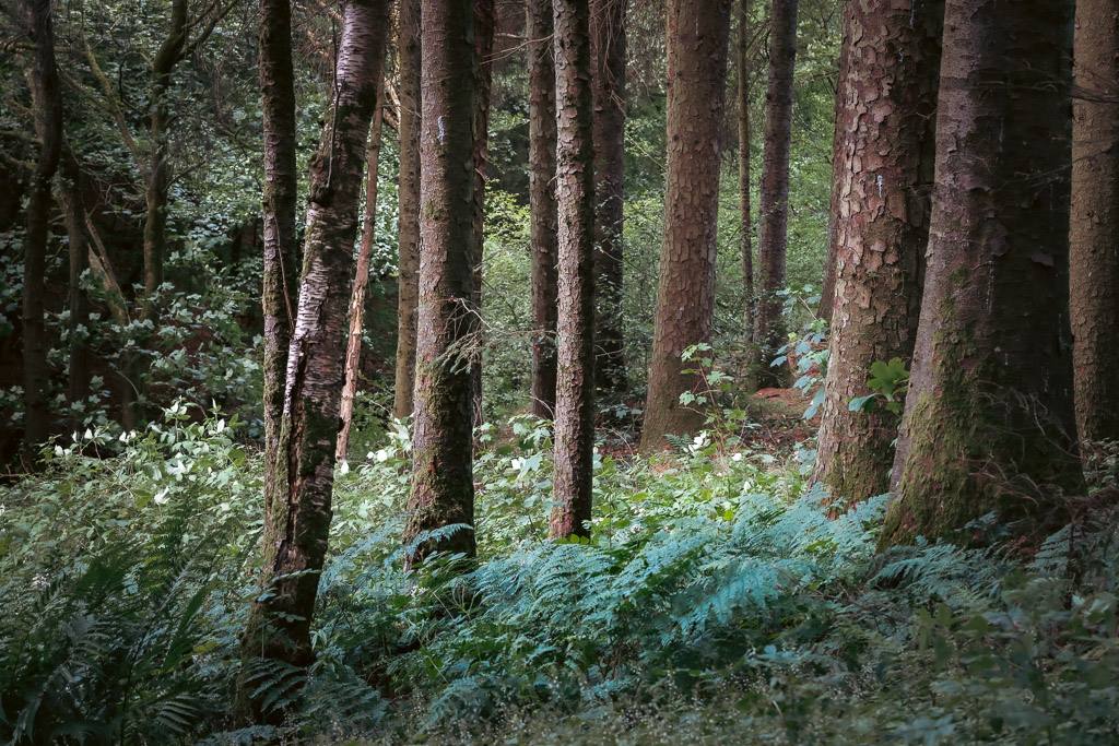 The Story Well talk — Rebecca Bennett