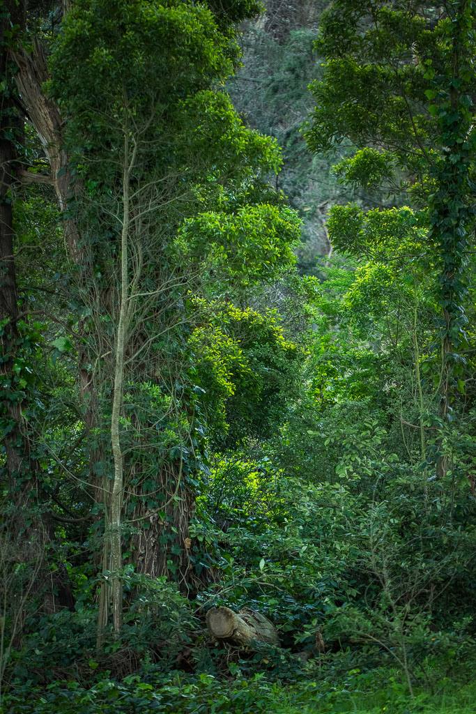 Forest — Rebecca Bennett photography