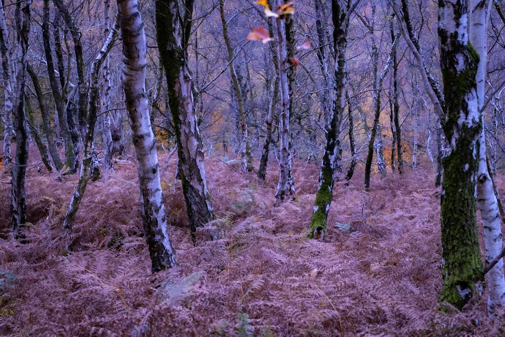 Nostalgic woodland photography print