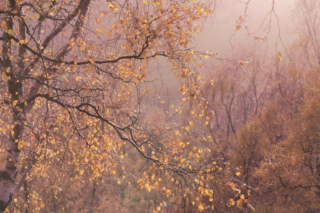 Woodland