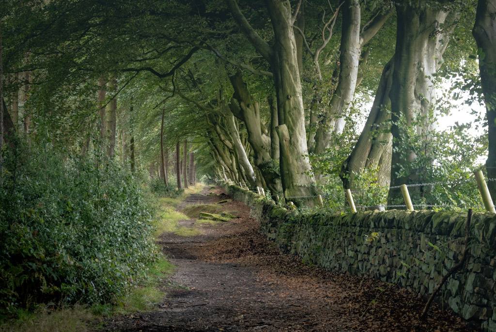 Laurel path woodland — Rebecca Bennett photography