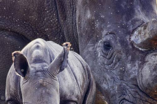 Conservation Photography